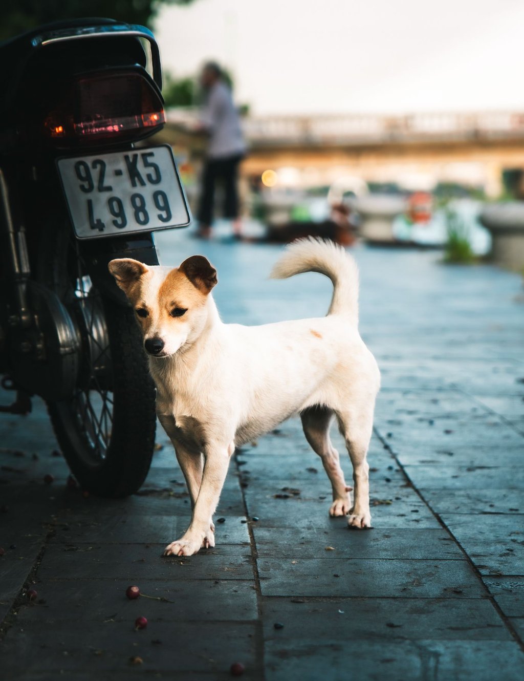 Hund im Freien, dokumentarisch fotografiert