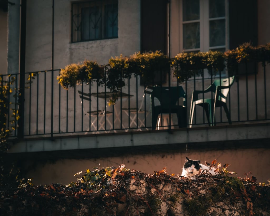 Balkon mit Blumen und Katze